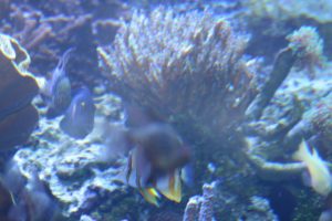 Aquarium of the Pacific — Los Angeles