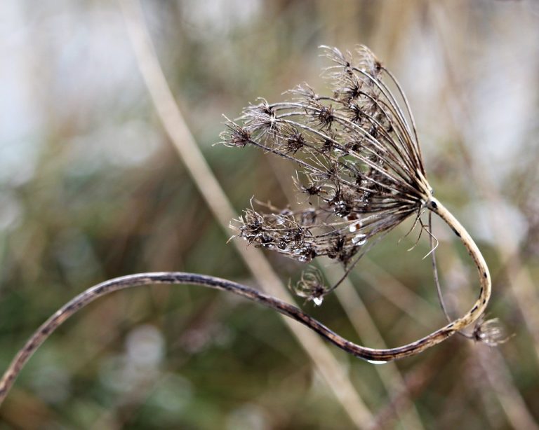 Delta Ponds City Park — Eugene