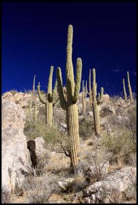 Romero Pools Trail — Catalina State Park — Tucson