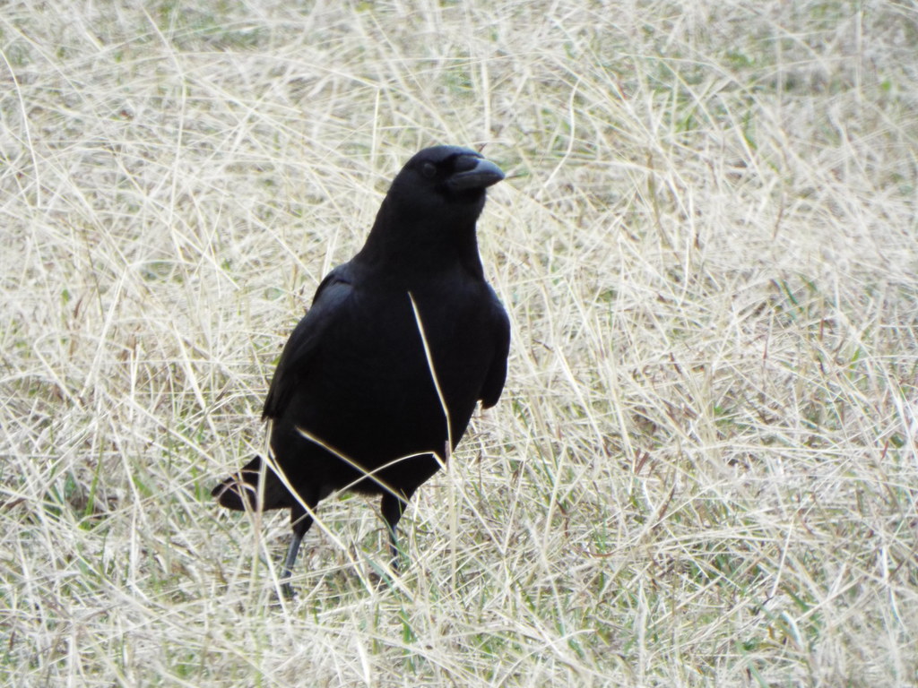 Ray Roberts Lake State Park – Isle du Bois Unit — Denton