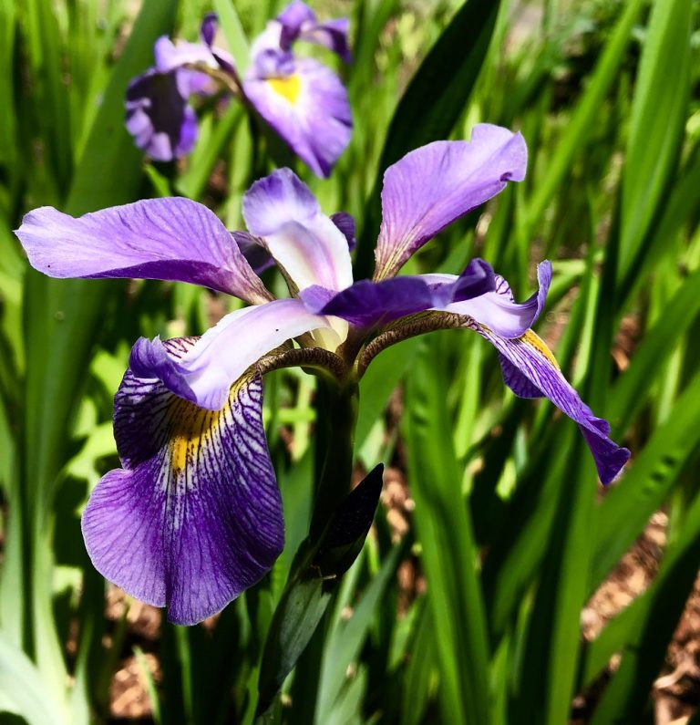 Birmingham Botanical Gardens — Birmingham