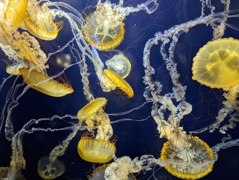 Aquarium of the Bay — San Francisco