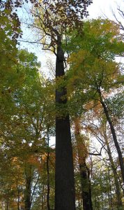 Wesselman Woods Nature Preserve — Evansville