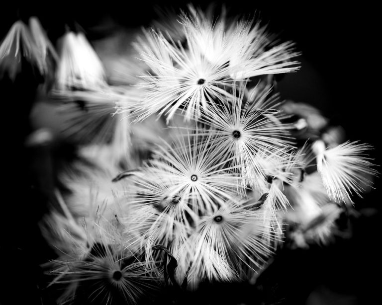 Eloise Butler Wildflower Garden and Bird Sanctuary — Minneapolis