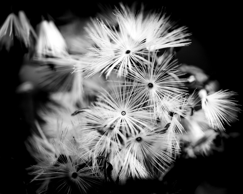 Eloise Butler Wildflower Garden and Bird Sanctuary — Minneapolis
