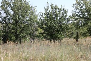 Nine-Mile Prairie — Lincoln