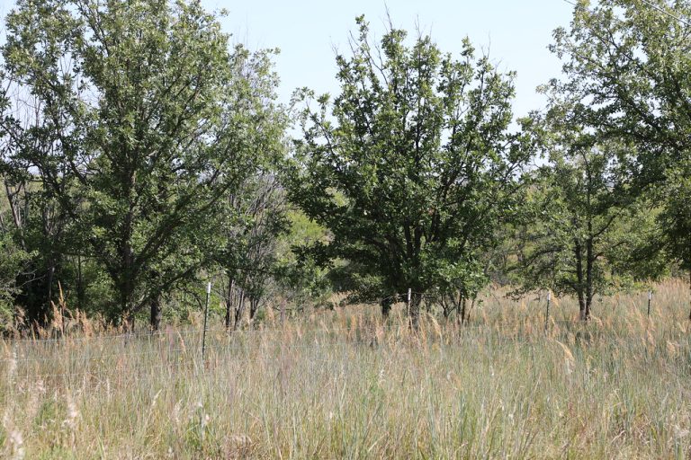 Nine-Mile Prairie — Lincoln
