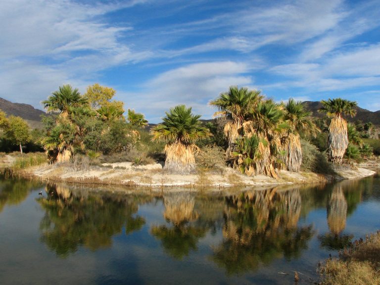 Agua Caliente Regional Park — Tucson