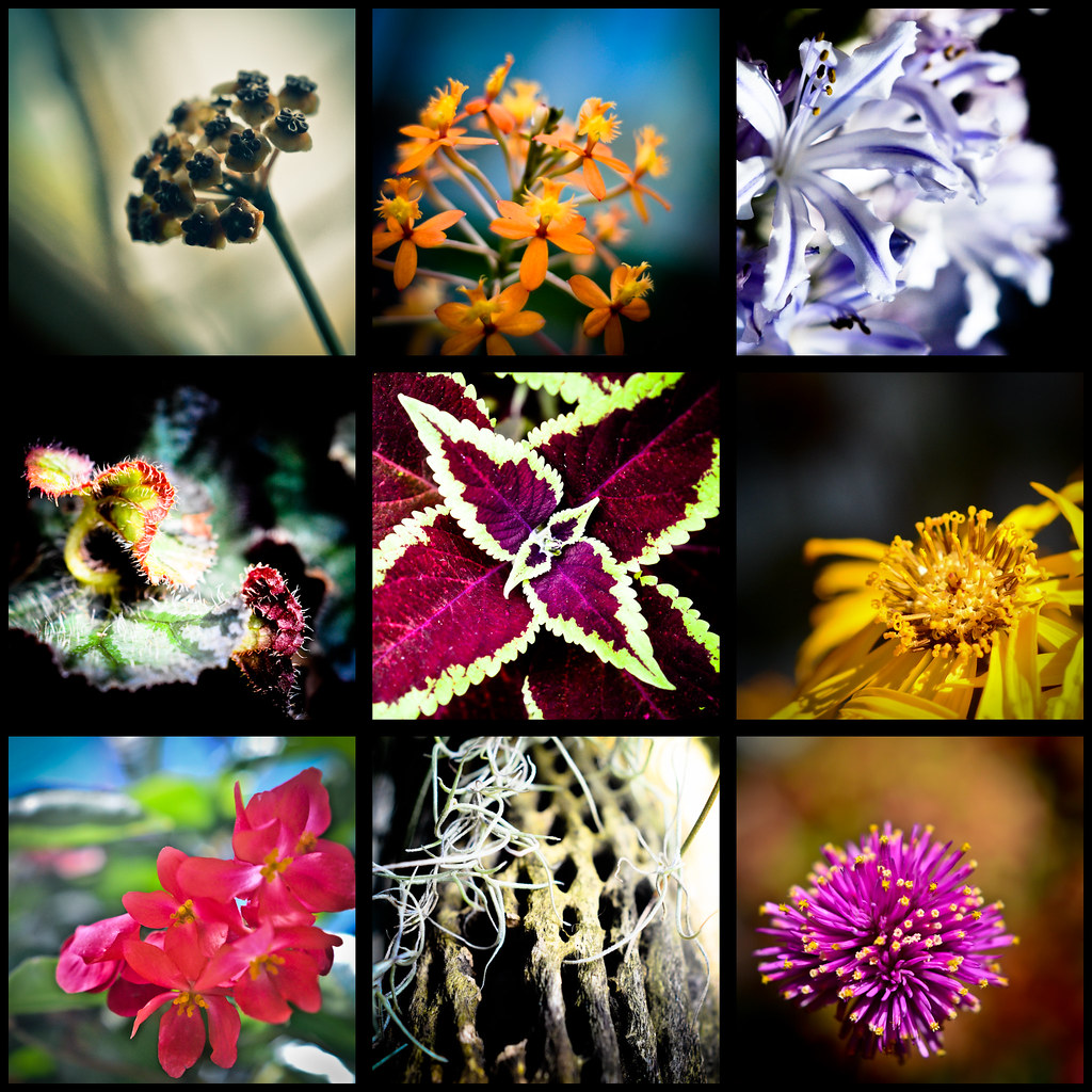 W.W. Seymour Botanical Conservatory — Tacoma