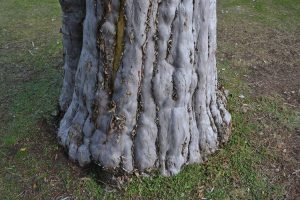 Roeding Park — Fresno