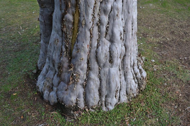 Roeding Park — Fresno