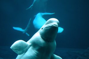 Georgia Aquarium Steps Up to Rescue Two Beluga Whales from Shuttered Canadian Zoo