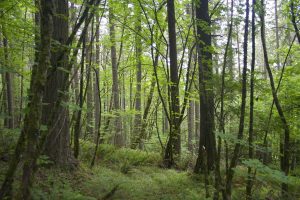 Spencer Butte Park — Eugene