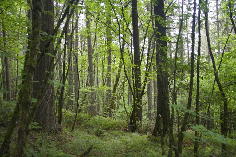 Spencer Butte Park — Eugene