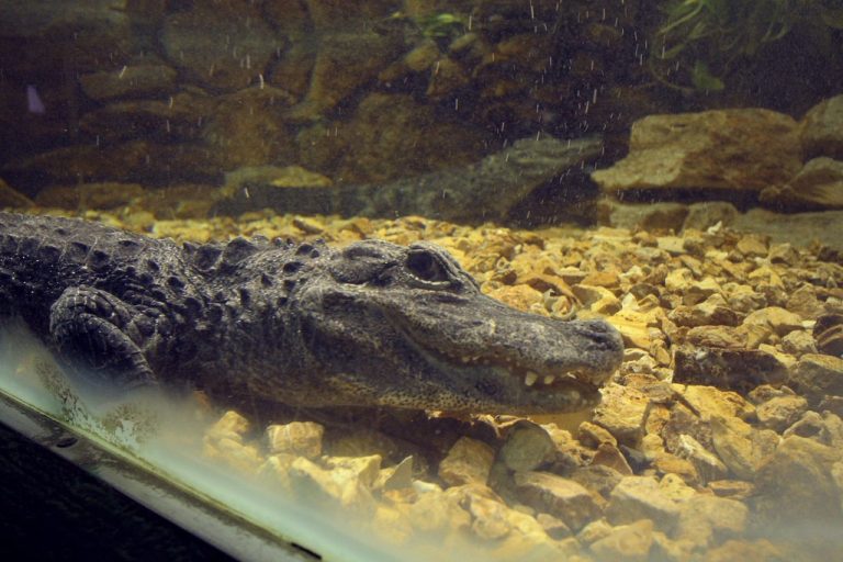 ABQ BioPark Zoo — Albuquerque