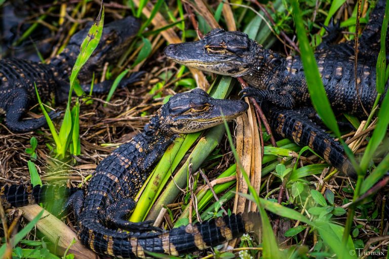 Shark Valley, Everglades National Park — Miami
