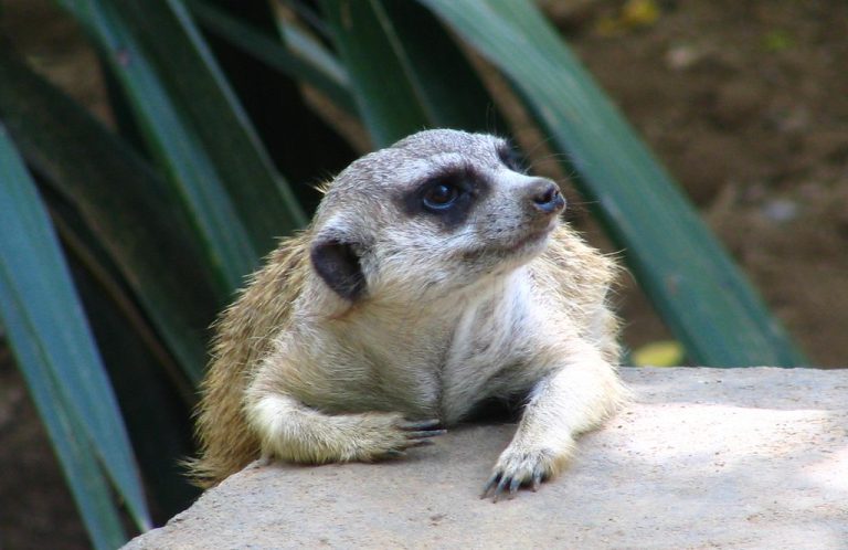 Nashville Zoo at Grassmere — Nashville