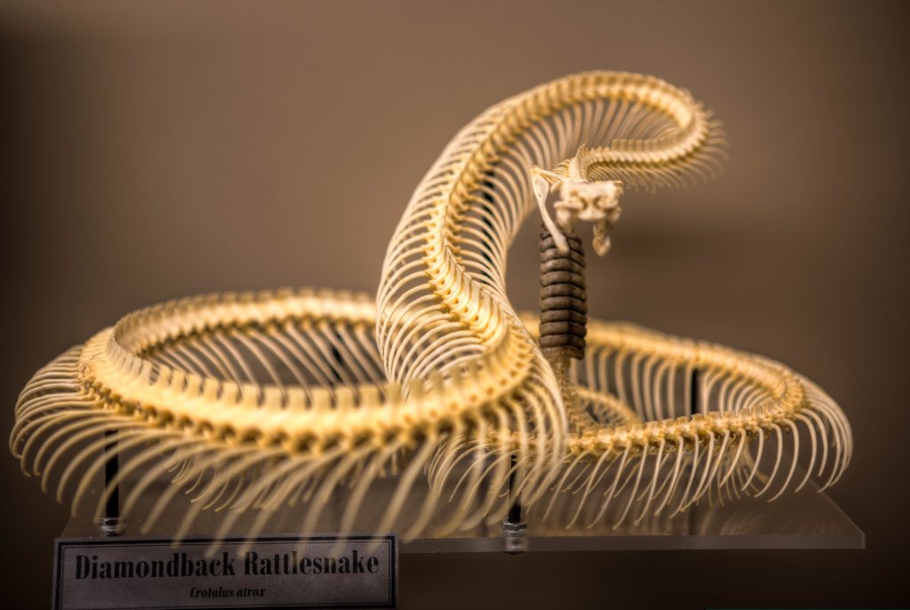 Museum of Osteology — Oklahoma City