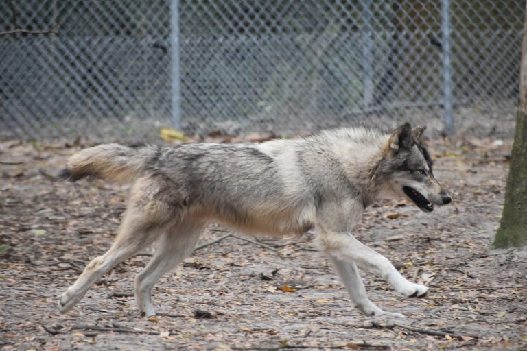 Oatland Island Wildlife Center — Savannah