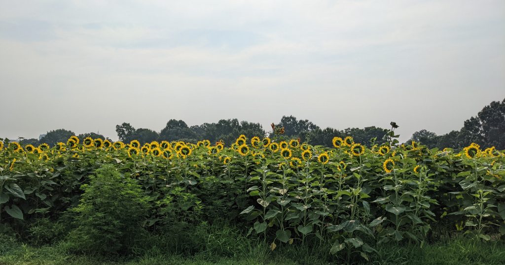 Sunflowers in Full Bloom: Dix Park Welcomes Back Its Beloved Summer Festival