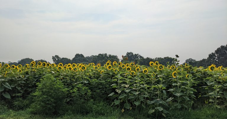Sunflowers in Full Bloom: Dix Park Welcomes Back Its Beloved Summer Festival