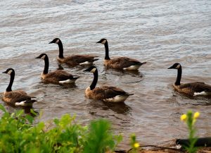 Nahant Marsh Education Center — Davenport