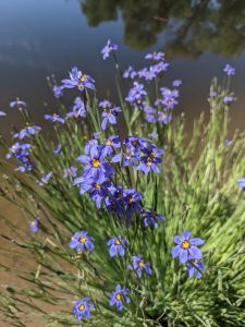 Sweetwater Wetlands Park — Tucson
