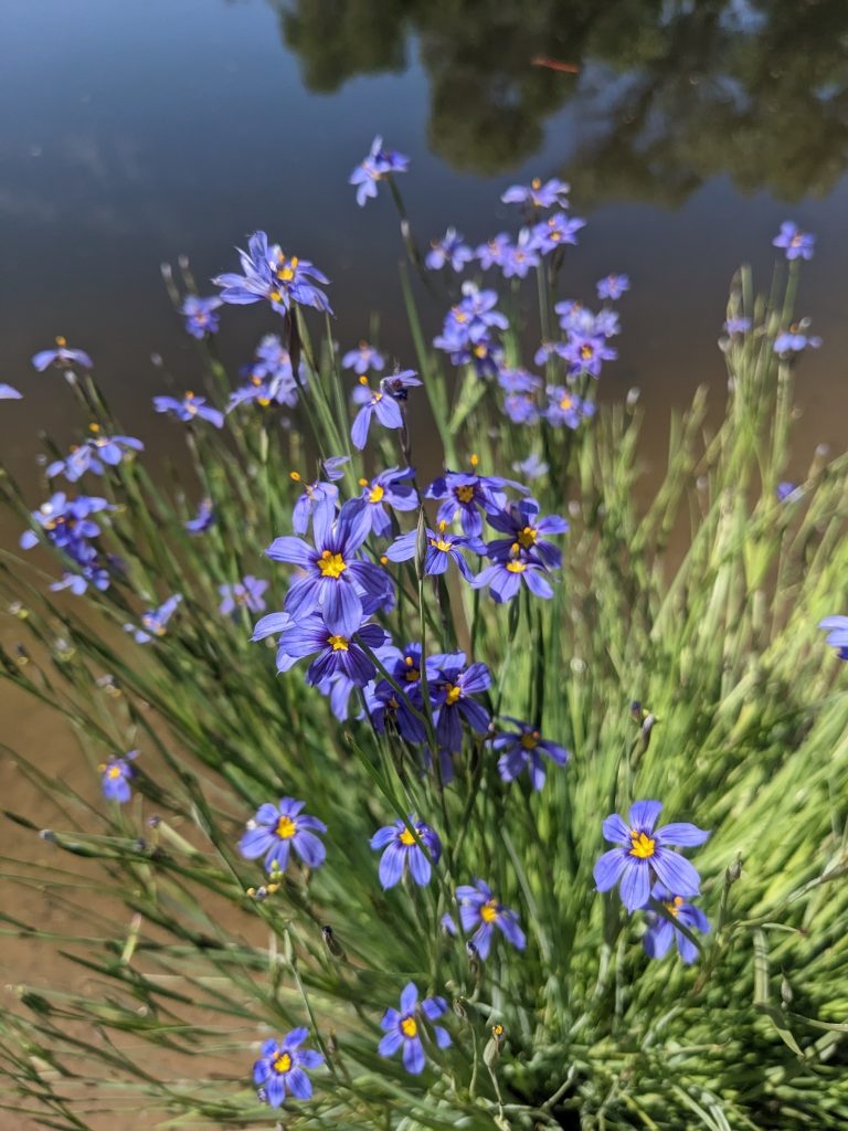 Sweetwater Wetlands Park — Tucson