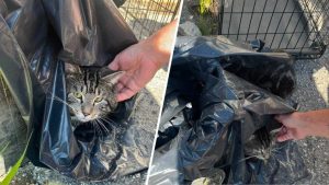Abandoned Cat Found In Seymour Parking Lot