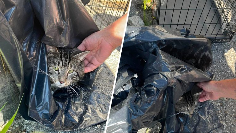 Abandoned Cat Found In Seymour Parking Lot