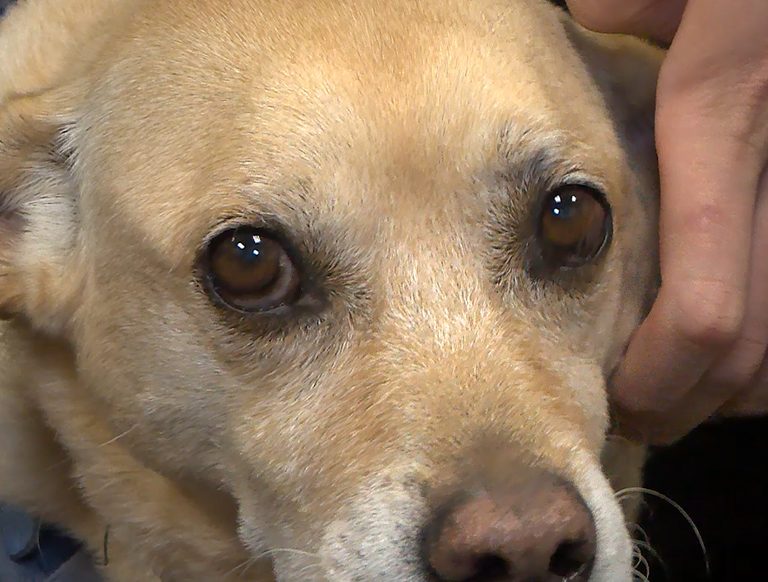 Abused Dog Finds New Purpose