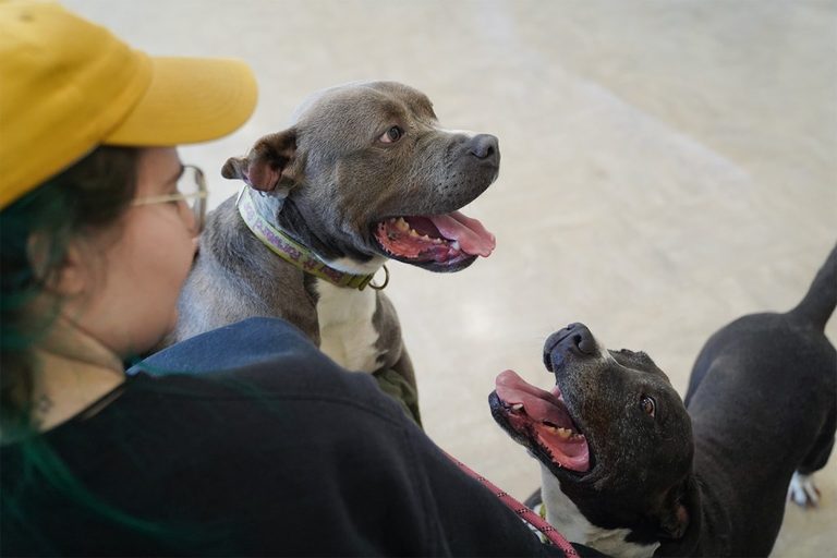 Akron S Stray Dog Costs Rise