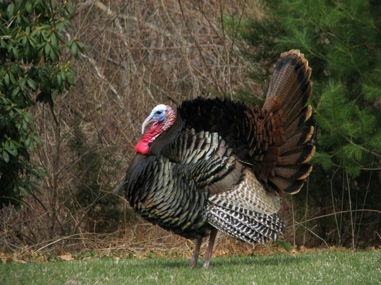 Alabama Seeks Public Help With Wild Turkey Survey