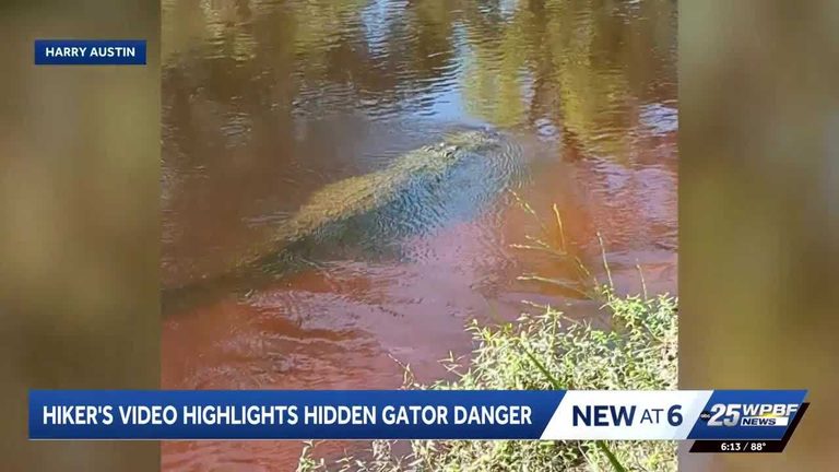 Alligator Attack In Florida