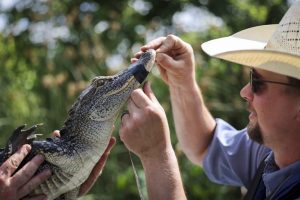 Alligators In Trinity River A Sign Of Healthy Wetlands