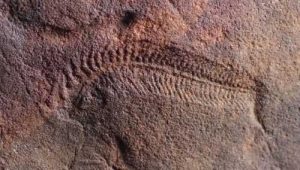 Ancient Sea Creature Fossils Reveal Right Handedness