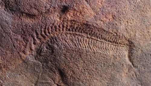 Ancient Sea Creature Fossils Reveal Right Handedness