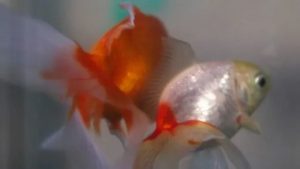 Argentina Court Recognizes Goldfish As Sentient Beings