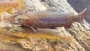Arkansas Introduces New Fishing Regulations