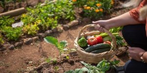 August Gardening Tips