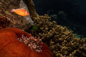 Australia Keeps Great Barrier Reef Off Unesco Danger List