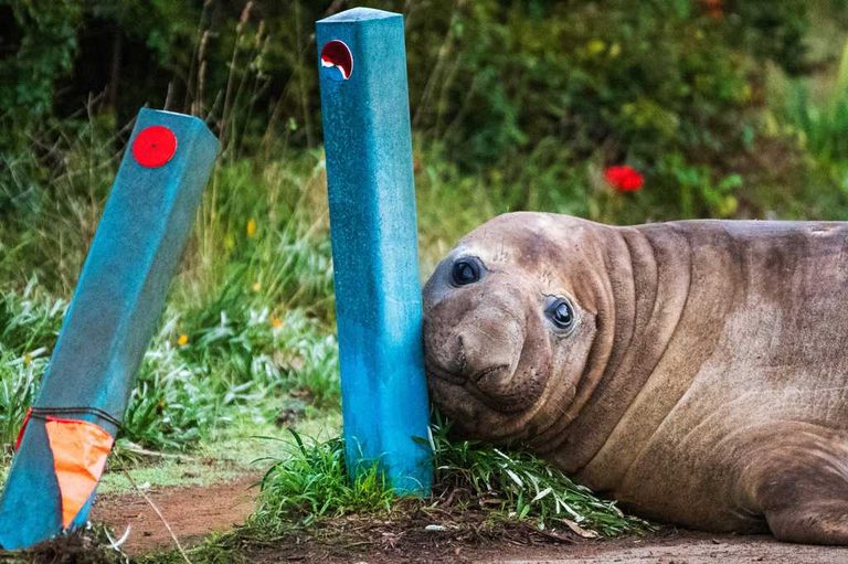 Australian Officials Ask Fans To Respect Privacy Of 1 Ton Seal