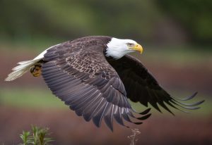 Bald Eagle Deaths In Mass