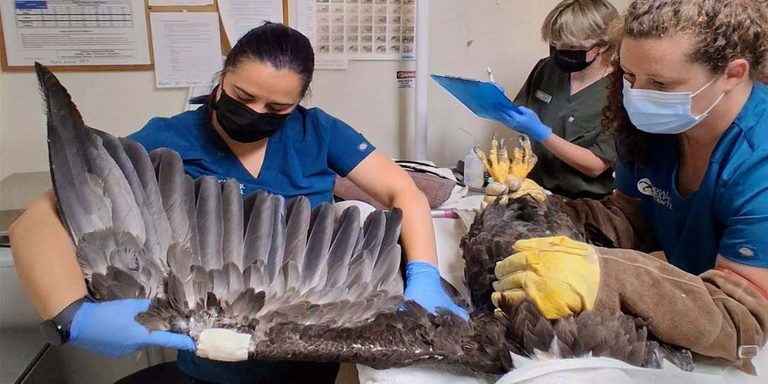Bald Eagle Jackie Receives Treatment