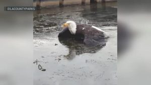 Bald Eagle Rescued In Big Bear Area