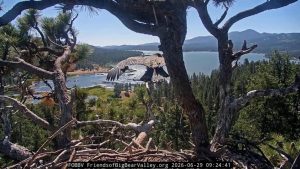 Bald Eagles Jackie And Shadow S Eaglets Take Flight