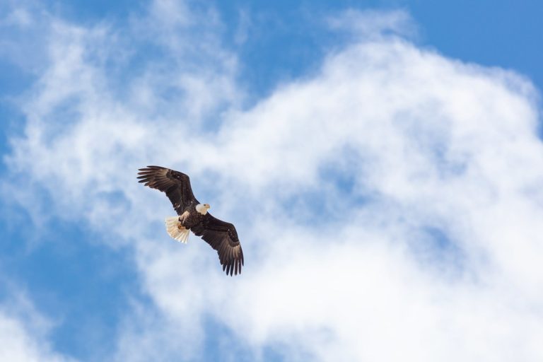 Bald Eagles Soar Over Yellowstone