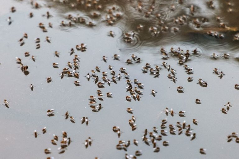 Bangladesh Warns Of Dengue Surge