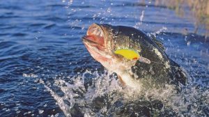 Bass Fishing Tournament