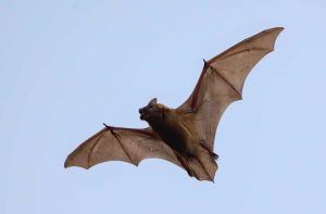 Bat Tests Positive For Rabies In Corrales